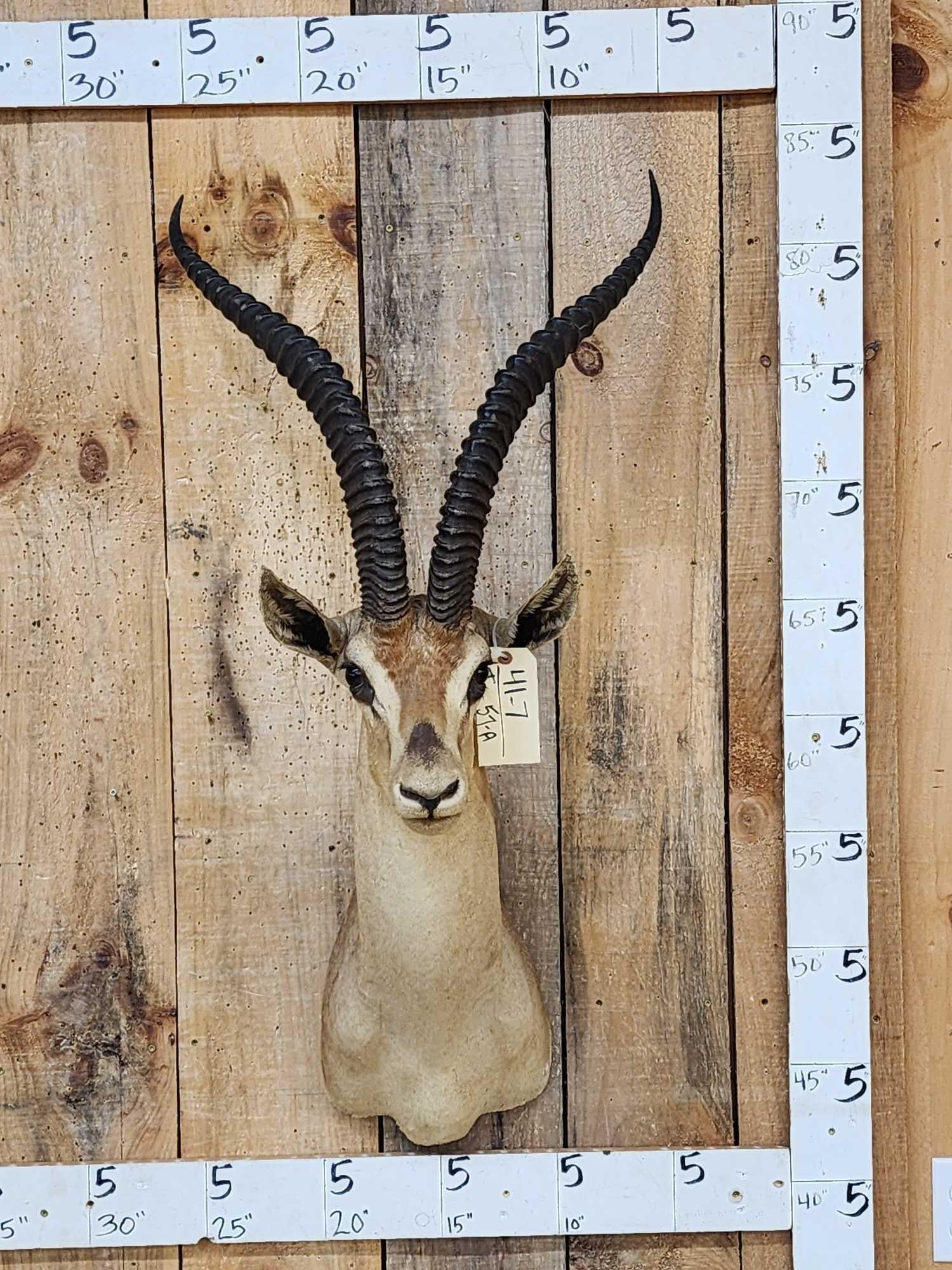 African Grant's Gazelle Shoulder Mount Taxidermy (1 of 3)