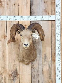 Vintage 177 7/8" B&C Rocky Mountain Bighorn Sheep Shoulder Mount Taxidermy