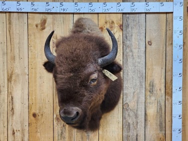 American Bison Buffalo Shoulder Mount Taxidermy