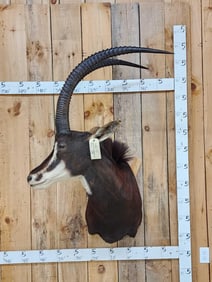 Nice African Sable Antelope Shoulder Mount Taxidermy