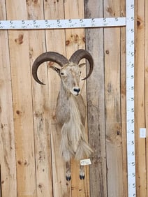 Aoudad Or Barbary Sheep Half Body Taxidermy Mount