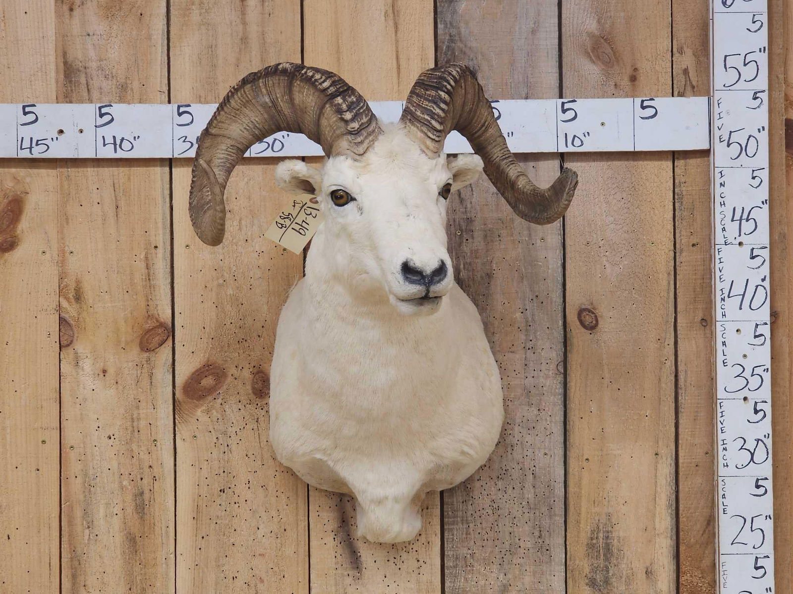 Alaskan Dall Sheep Shoulder Mount Taxidermy (1 of 5)