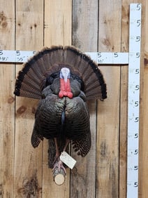 Strutting Turkey Full Body Bird Taxidermy Mount