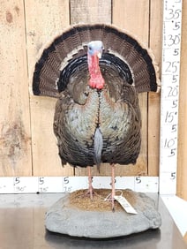 Gould's Turkey Full Body Bird Taxidermy