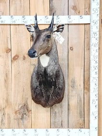 Indian Nilgai Full Body Taxidermy Mount