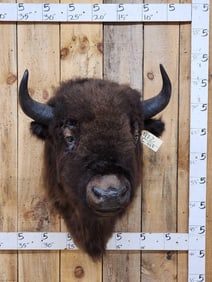 American Bison Buffalo Shoulder Mount Taxidermy