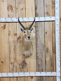 African Reedbuck Shoulder Mount Taxidermy