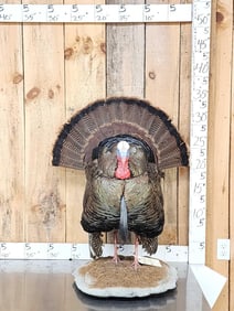 Rio Grande Turkey Full Body Bird Taxidermy