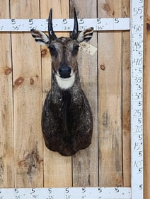 Indian Nilgai Shoulder Mount Taxidermy