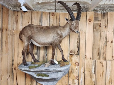 Alpine Ibex Full Body Taxidermy Mount