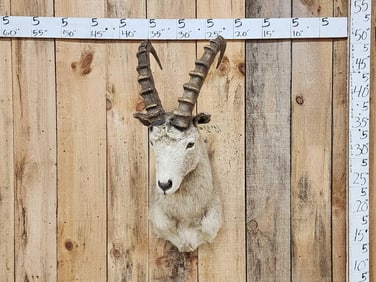 Siberian Ibex Shoulder Mount Taxidermy