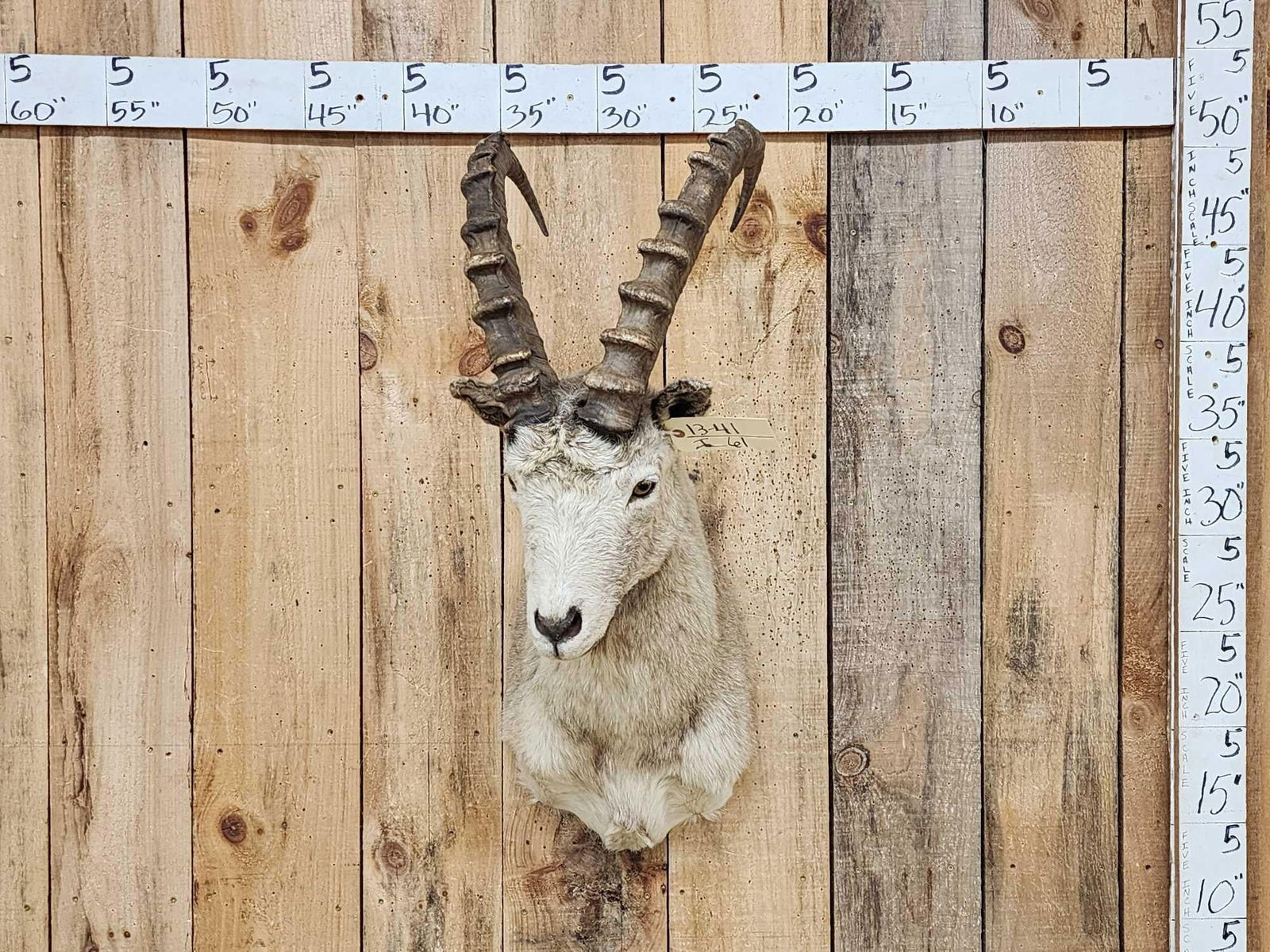 Siberian Ibex Shoulder Mount Taxidermy (1 of 3)