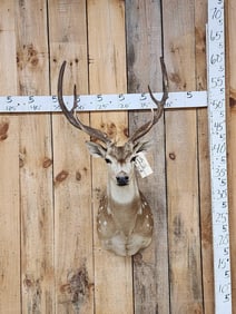 Axis Deer Shoulder Mount Taxidermy