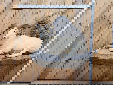 Beautiful Alaskan Dall Sheep Full Body Taxidermy Mount