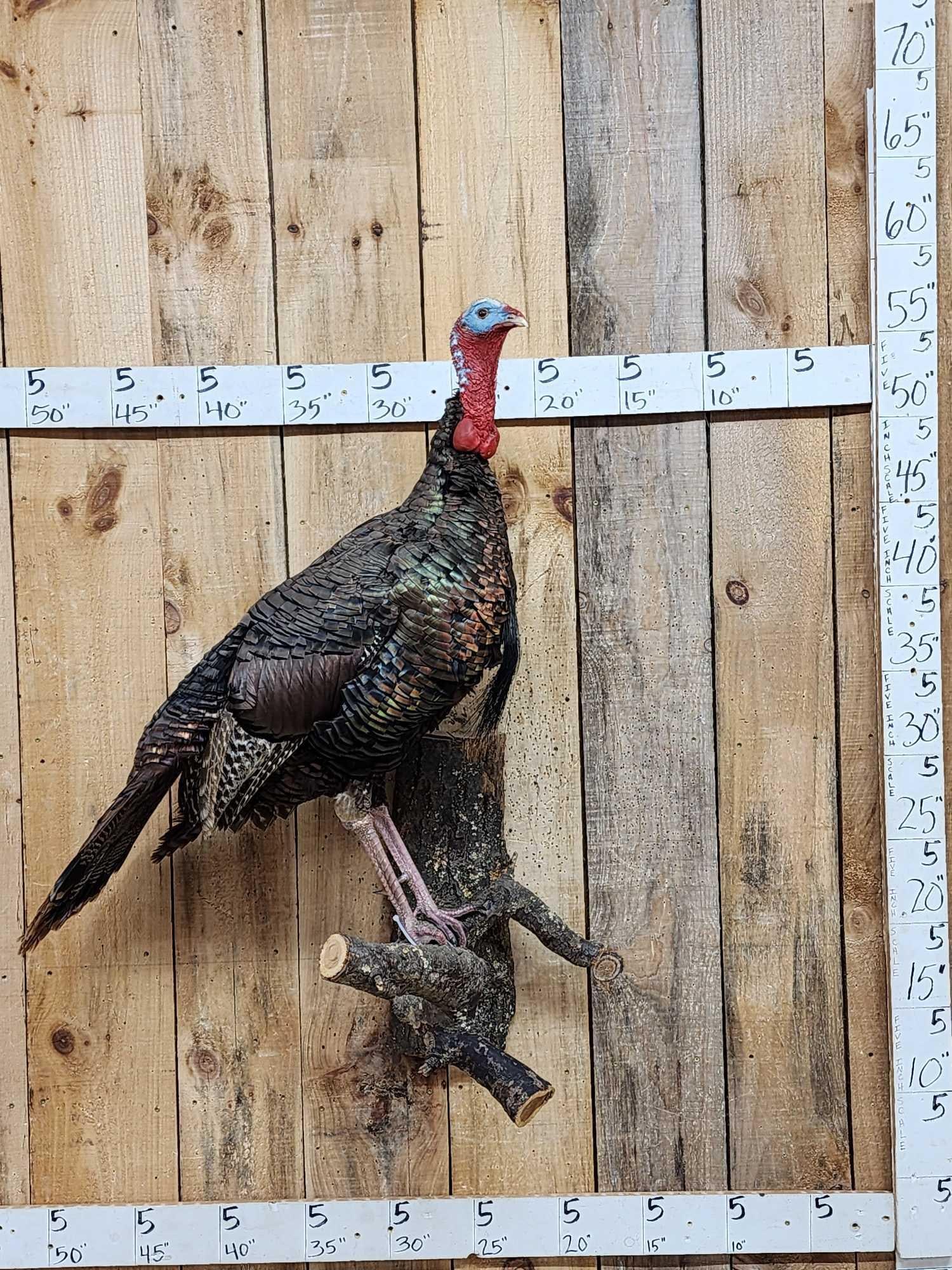 Turkey On A Limb Full Body Bird Taxidermy (1 of 7)