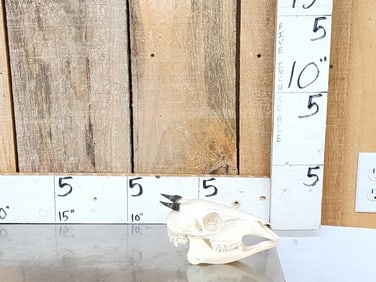 African Peters Duiker Skull Taxidermy