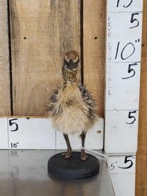 Baby Ostrich Full Body Bird Taxidermy