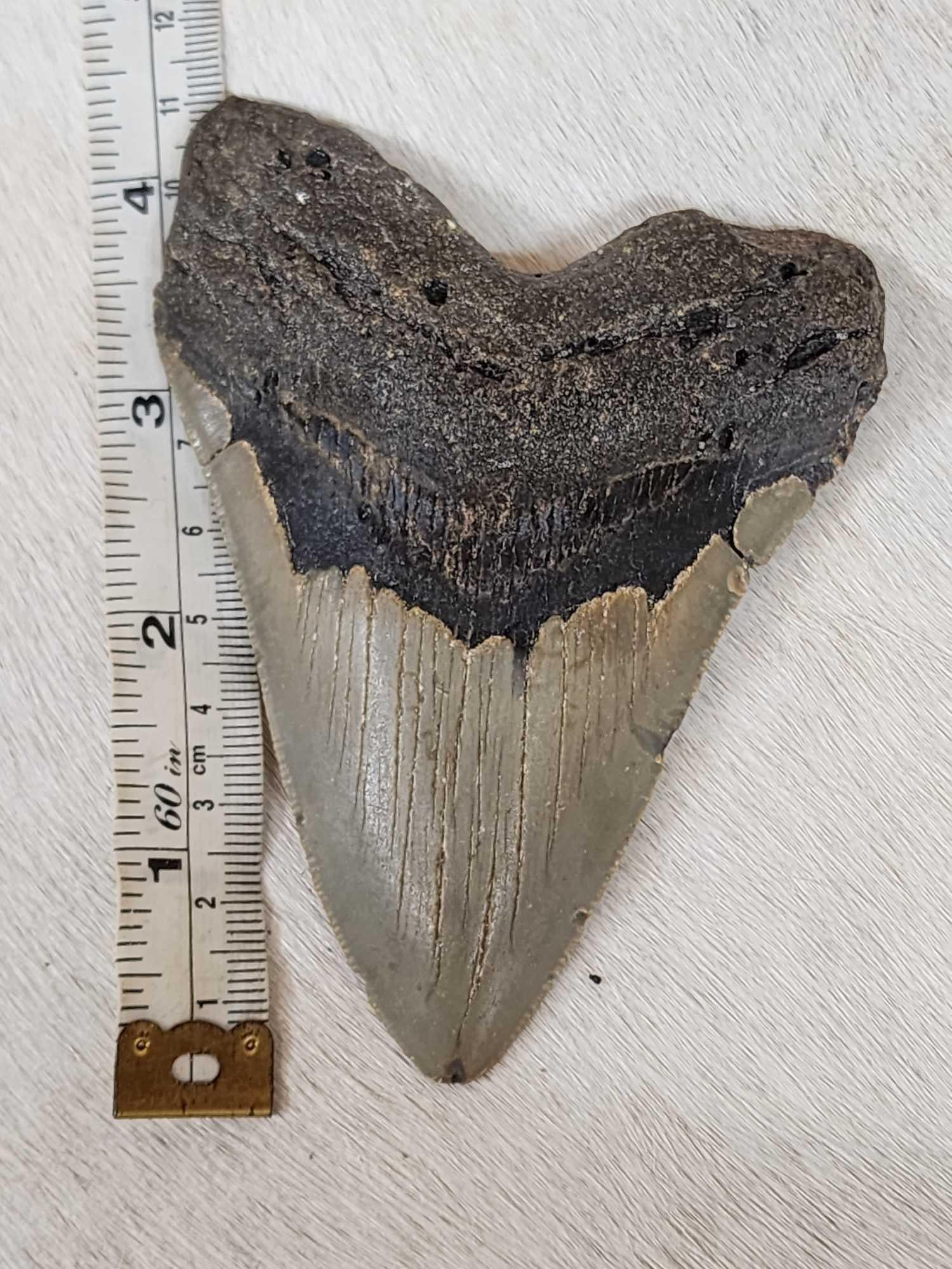 Fossilized Megalodon Shark Tooth (1 of 4)