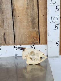 African Bay Duiker Skull Taxidermy