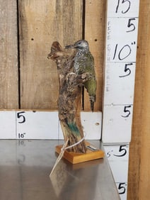 Juvenile Levaillant's Wood Pecker Bird Taxidermy