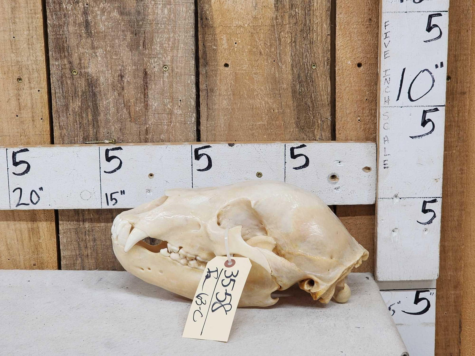 Alaskan Grizzly Bear Skull Taxidermy (1 of 5)