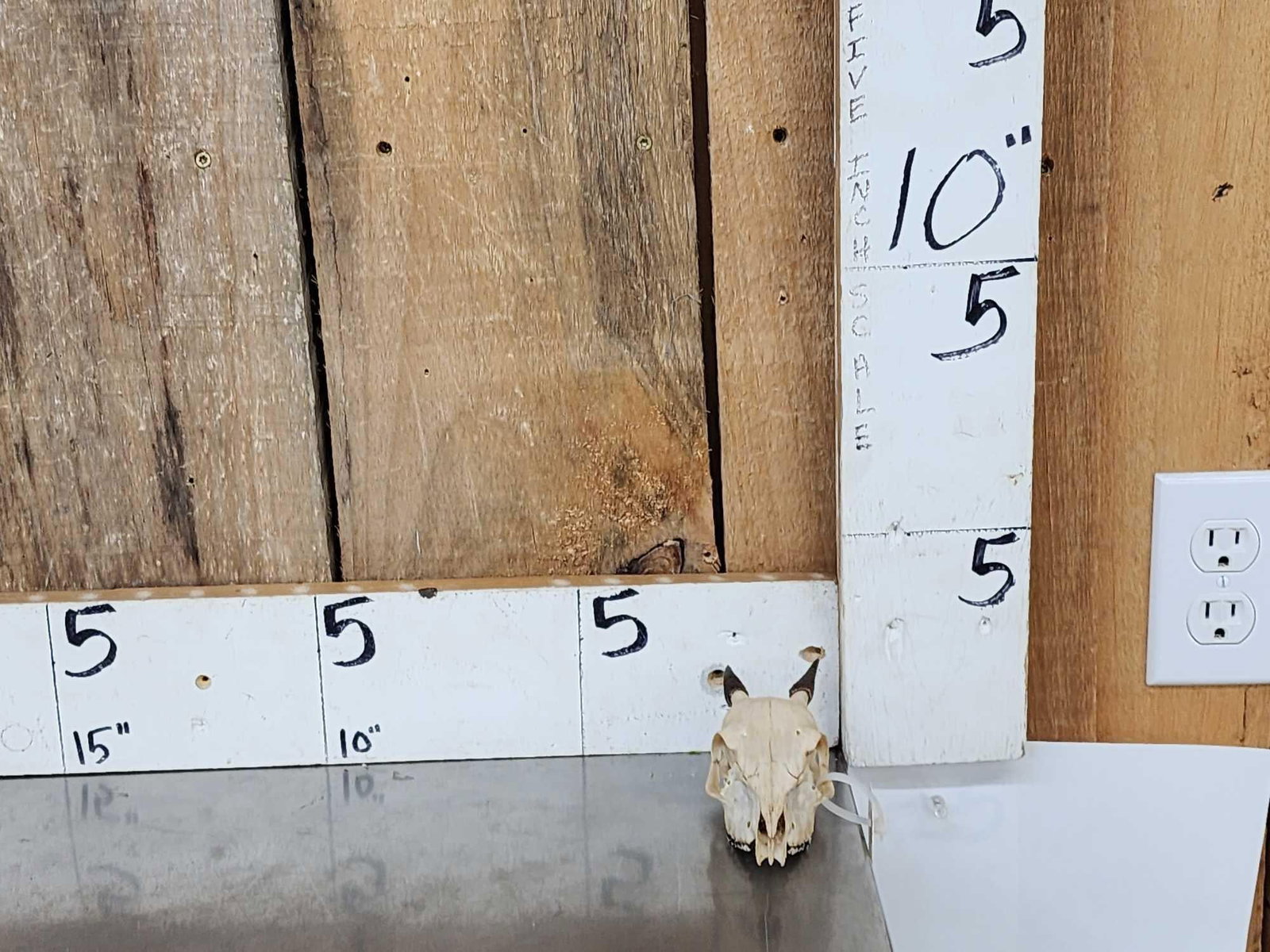 African Blue Duiker Skull Taxidermy: 31.24 Hard Skull to find