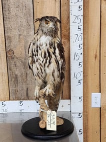 Eurasian Eagle Owl Full Body Bird Taxidermy