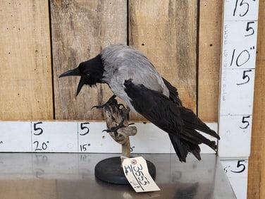 African Hooded Crow Full Body Bird Taxidermy