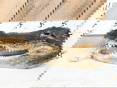Taxidermy Alligator Head Mount