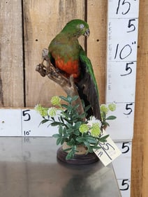 Female Australian King Parrot Full Body Bird Taxidermy