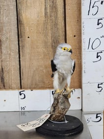 Black Winged Kite Full Body Bird Taxidermy
