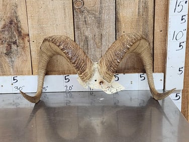 Alaskan Dall Sheep Horns Taxidermy