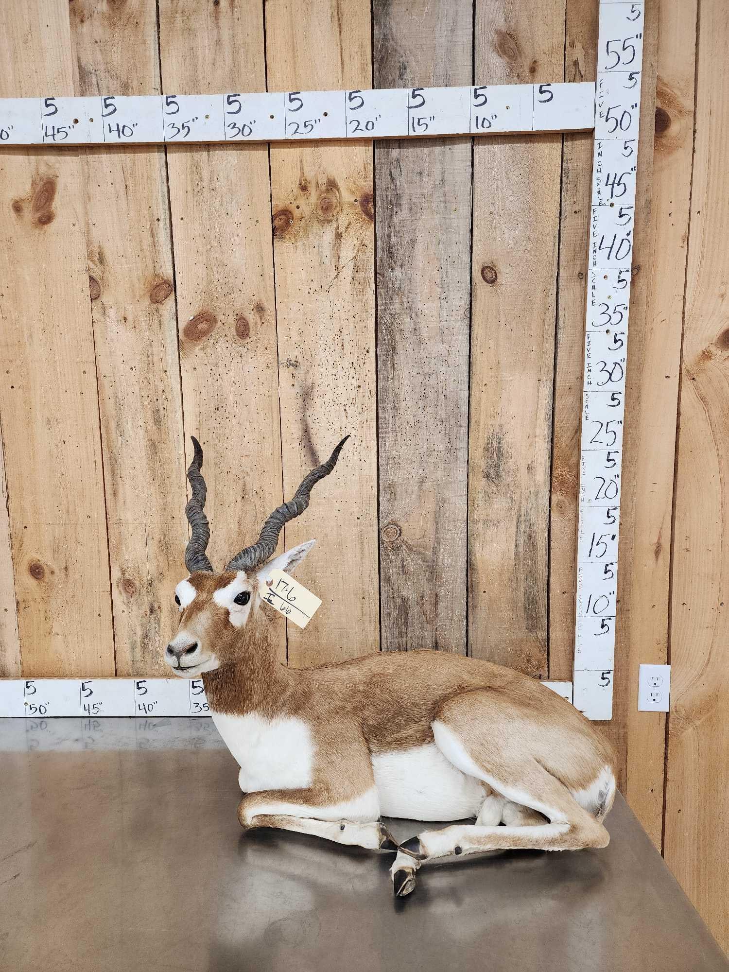 Indian Black Buck Full Body Taxidermy Mount (1 of 9)