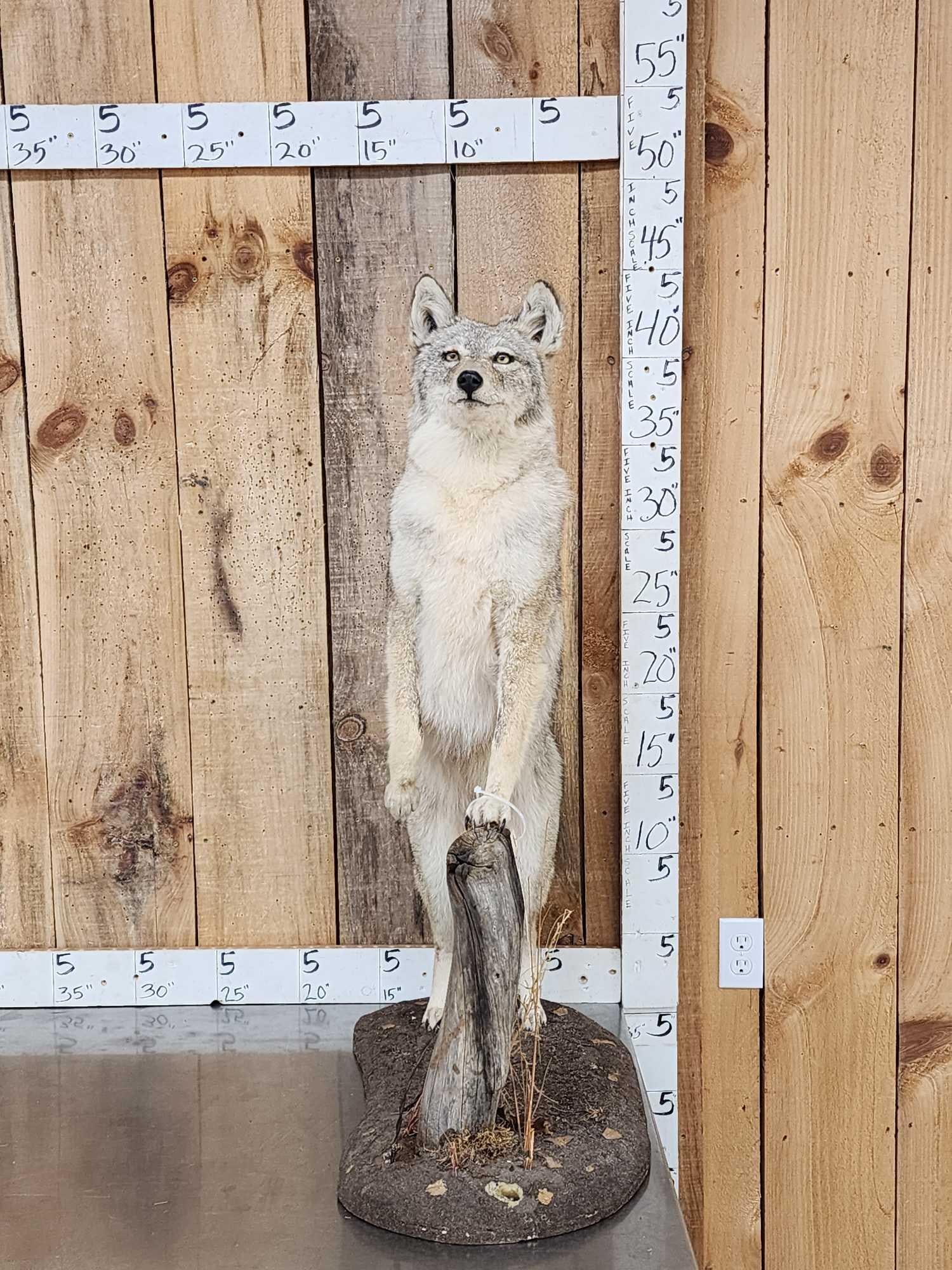 Coyote Full Body Taxidermy Mount (1 of 8)