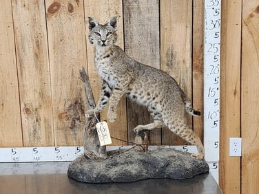 Bobcat Full Body Taxidermy Mount