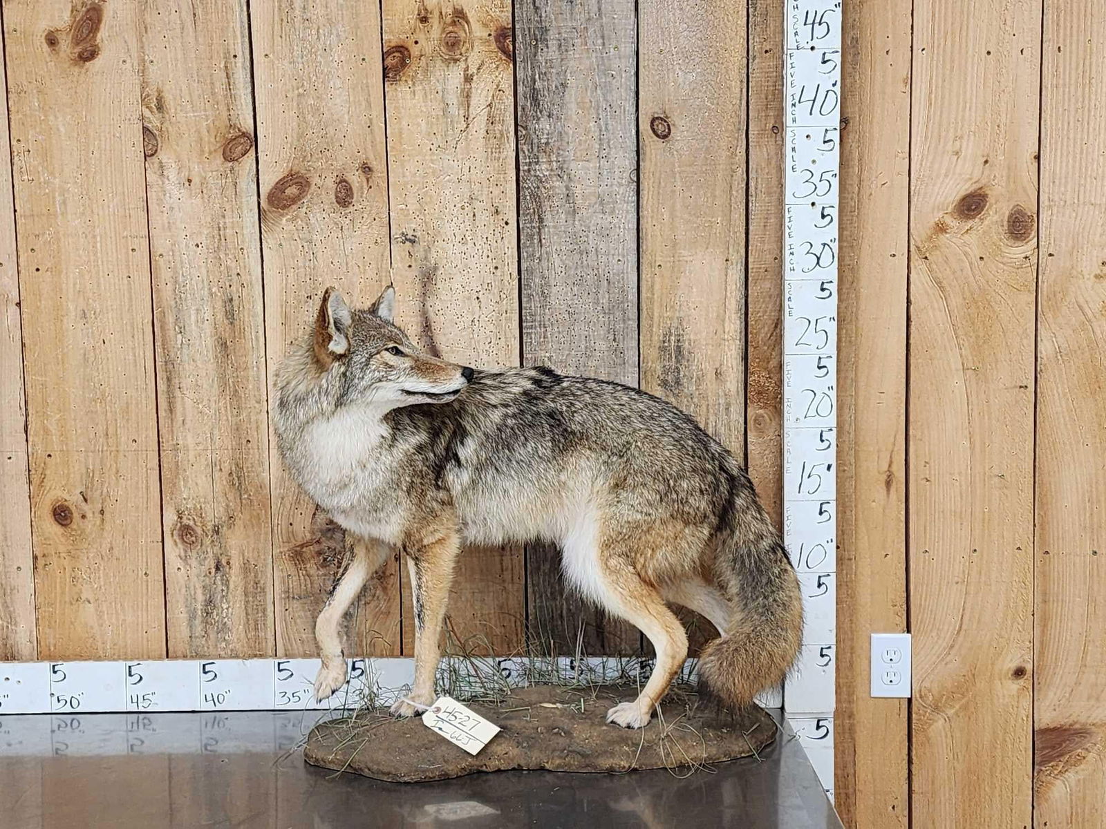 Coyote Looking Over His Shoulder Full Body Taxidermy Mount (1 of 8)