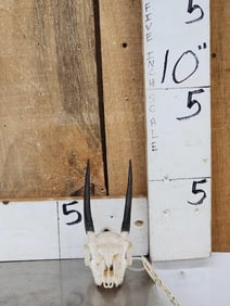 African Steinbok Skull Taxidermy