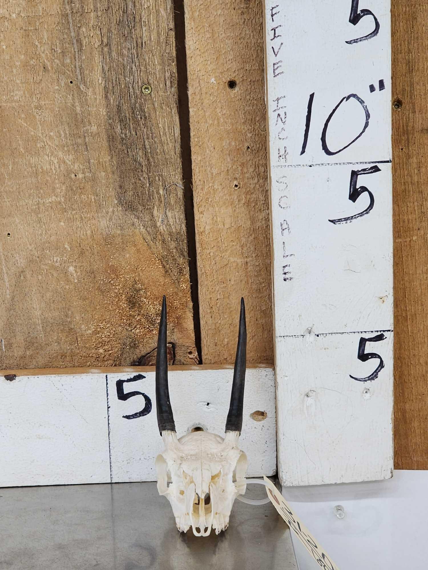 African Steinbok Skull Taxidermy (1 of 5)