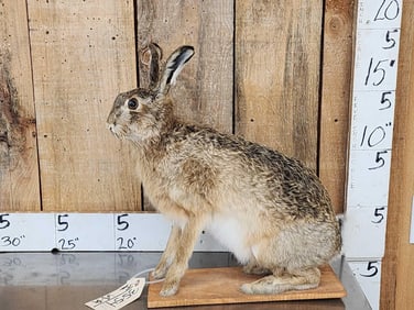 English Hare Full Body Rabbit Taxidermy Mount