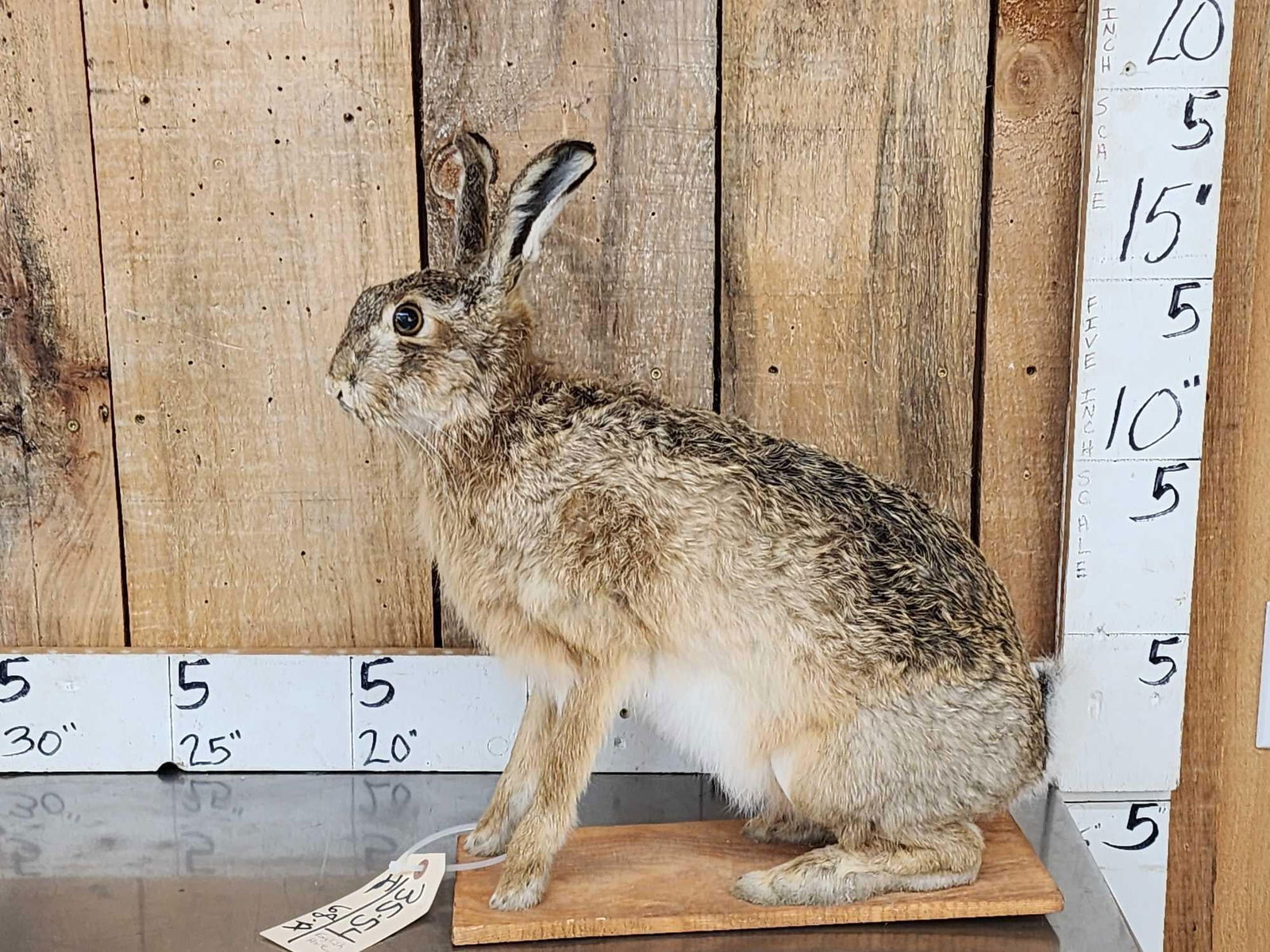 English Hare Full Body Rabbit Taxidermy Mount (1 of 6)