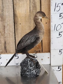Pygmy Cormorant Full Body Bird Taxidermy