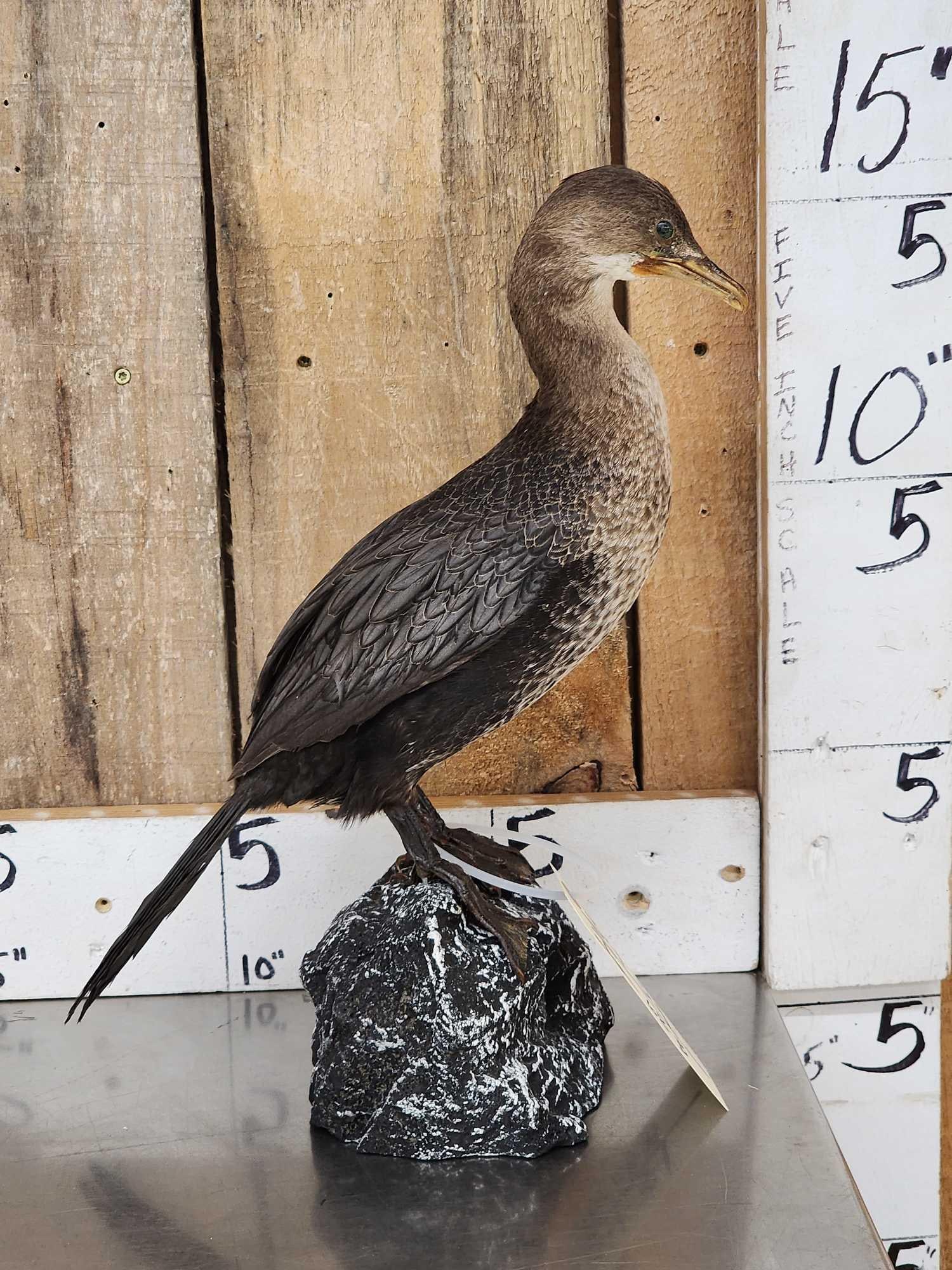 Pygmy Cormorant Full Body Bird Taxidermy (1 of 6)