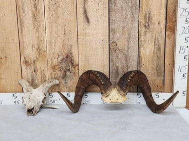 Gorgeous Stone Sheep Horns On Skull Plate Taxidermy
