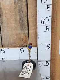 Gouldian Finch Full Body Bird Taxidermy