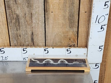 Viper Snake Articulated Skelton Reptile Taxidermy