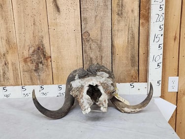 Vintage Muskox Skull Taxidermy