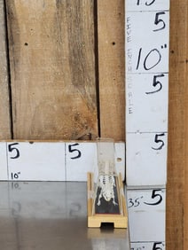 Comon Rat Articulated Skelton Taxidermy