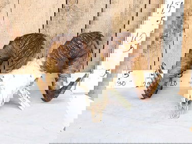 Bighorn Ram Sheep Skull Taxidermy