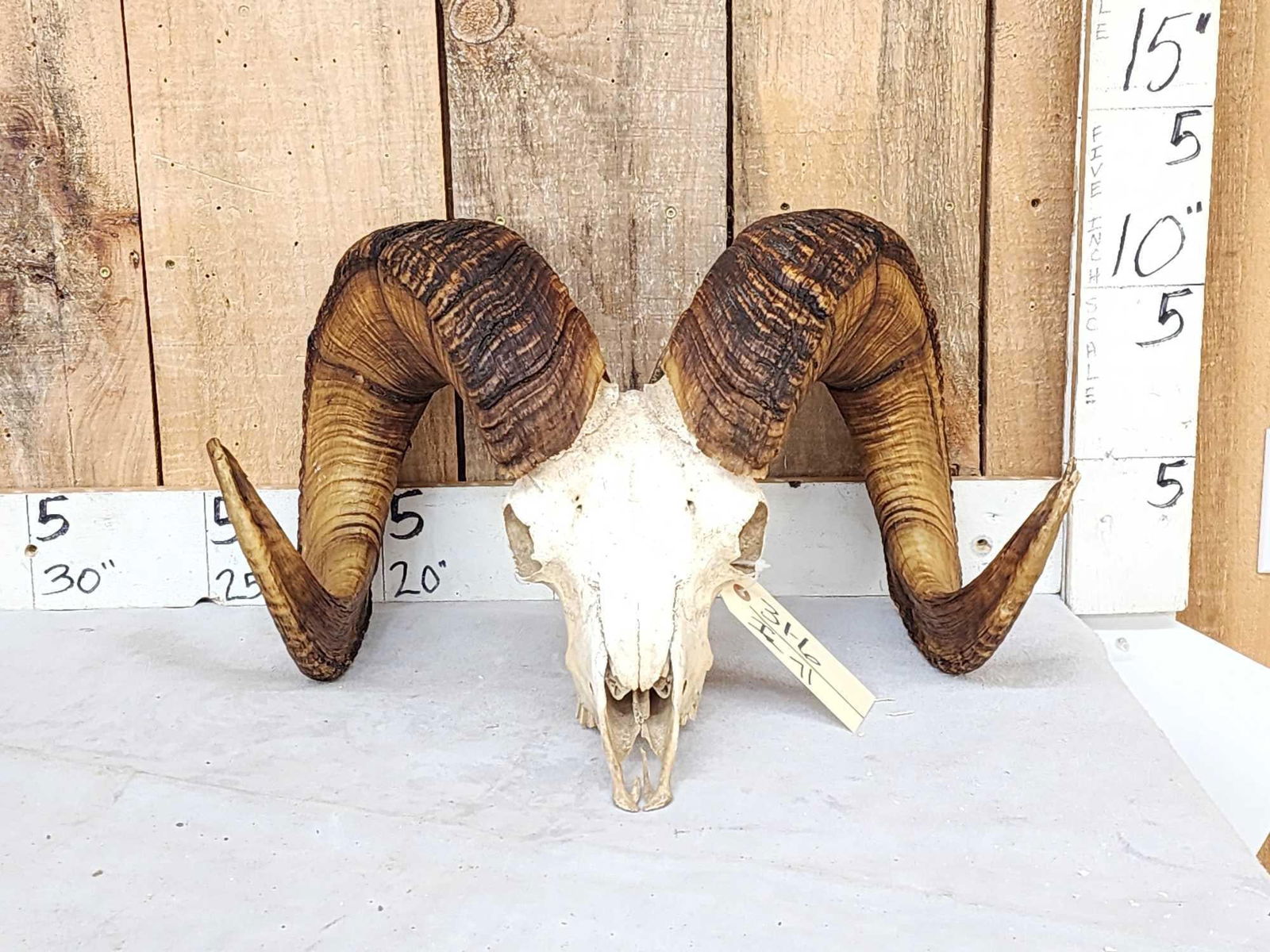 Bighorn Ram Sheep Skull Taxidermy: 31.16 Awesome look big full curl horns Right horn length about 38 5/8" with a 13 6/8" base Left 38 4/8" with a 14 3/8" Base detachable horns for easy shipping