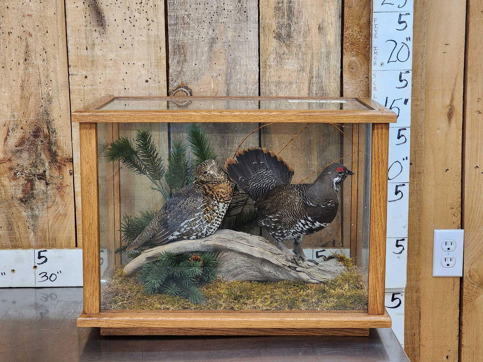Male & Female Spruce Grouse In Glass Display Bird Taxidermy (1 of 9)